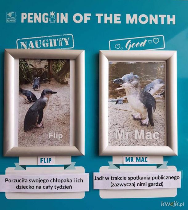Niegrzeczne i grzeczne pingwiny miesiąca z zoo w Nowej Zelandii, obrazek 9