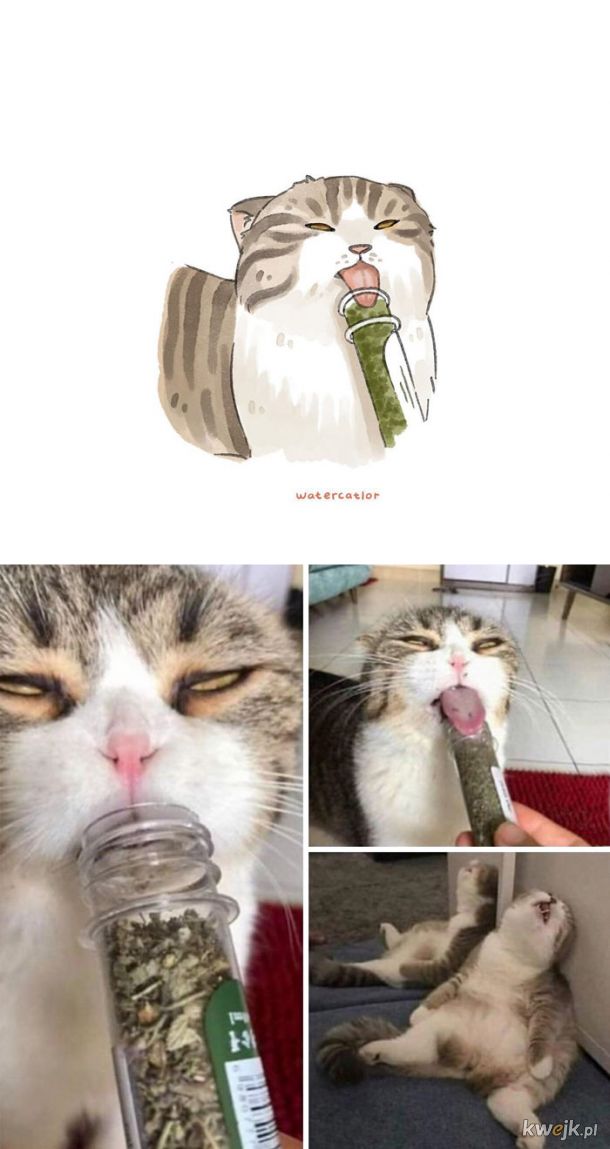 Memowe kotki na obrazach Watercatlor, obrazek 19