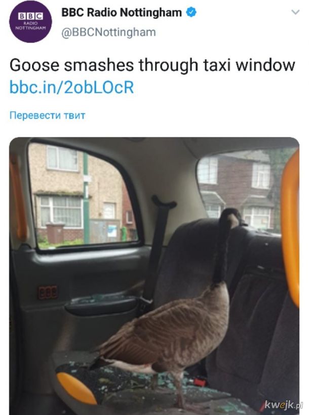Memy z wiralową grą Untitled Goose Game