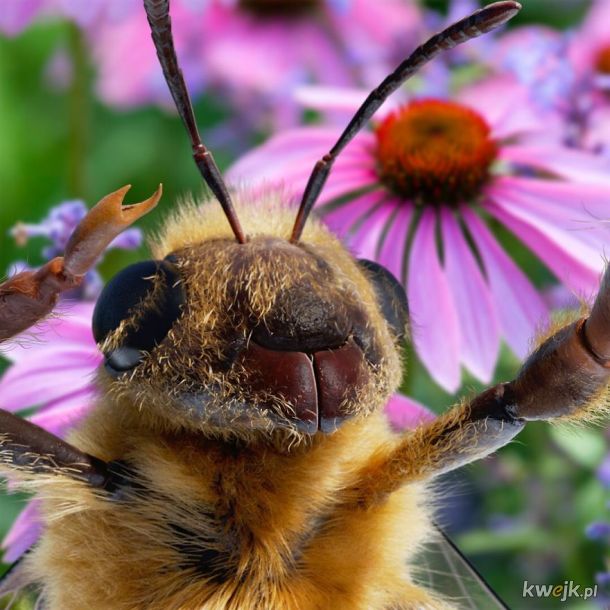 Pierwsza na świecie pszczoła-influencerka próbuje zebrać fundusze na ratowanie swojego gatunku, obrazek 19