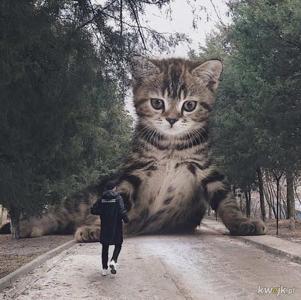 Jeśli koty byłby gigantami, obrazek 3