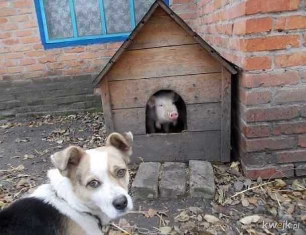 Pies i świnia