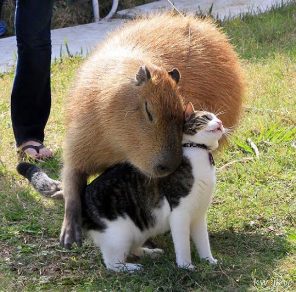 Kapibara wielka, przyjaciel wszystkich zwierząt, obrazek 4