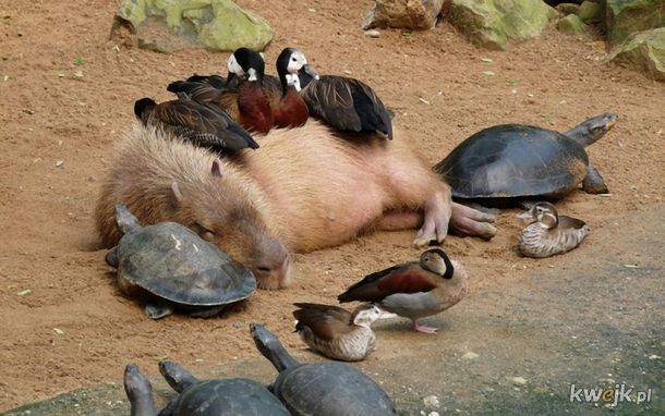 Kapibara wielka, przyjaciel wszystkich zwierząt