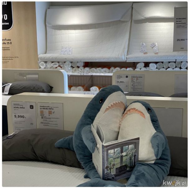 Ktoś chowa pluszowe rekiny po całej Ikei, a ludzie próbują je znaleźć