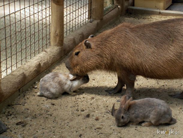 Kapibara wielka, przyjaciel wszystkich zwierząt