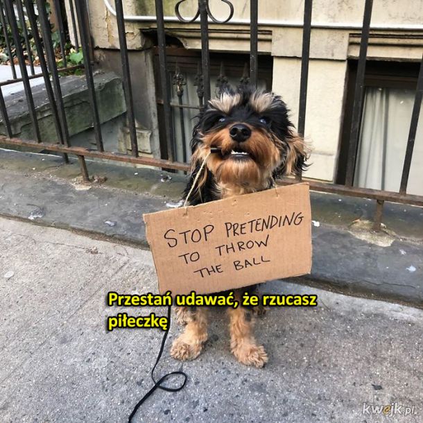 Pies protestuje w sprawie zwyczajnych rzeczy, obrazek 11
