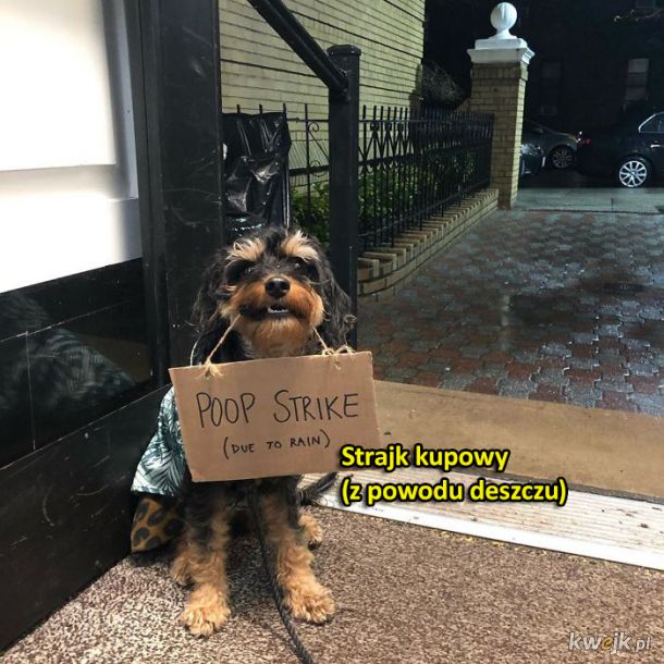 Pies protestuje w sprawie zwyczajnych rzeczy, obrazek 9