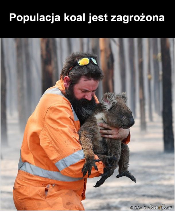 Co się dzieje w Australii i kto w tej chwili ratuje ludzi i zwierzęta