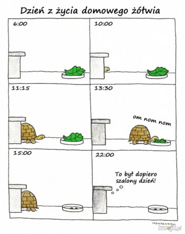 Żółw