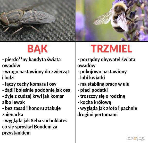 Krótkie porównanie w świecie owadów