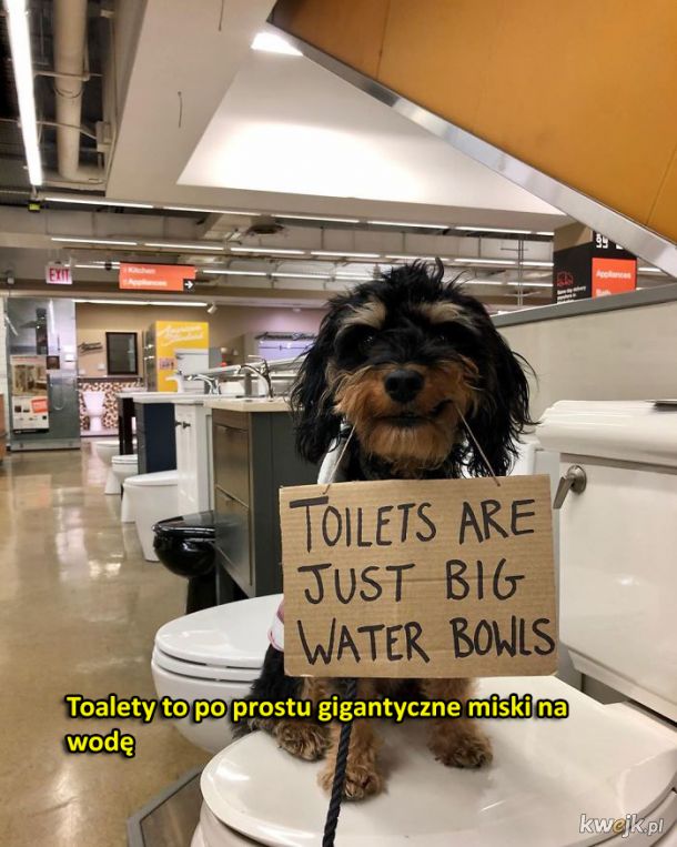 Pies protestuje w sprawie zwyczajnych rzeczy