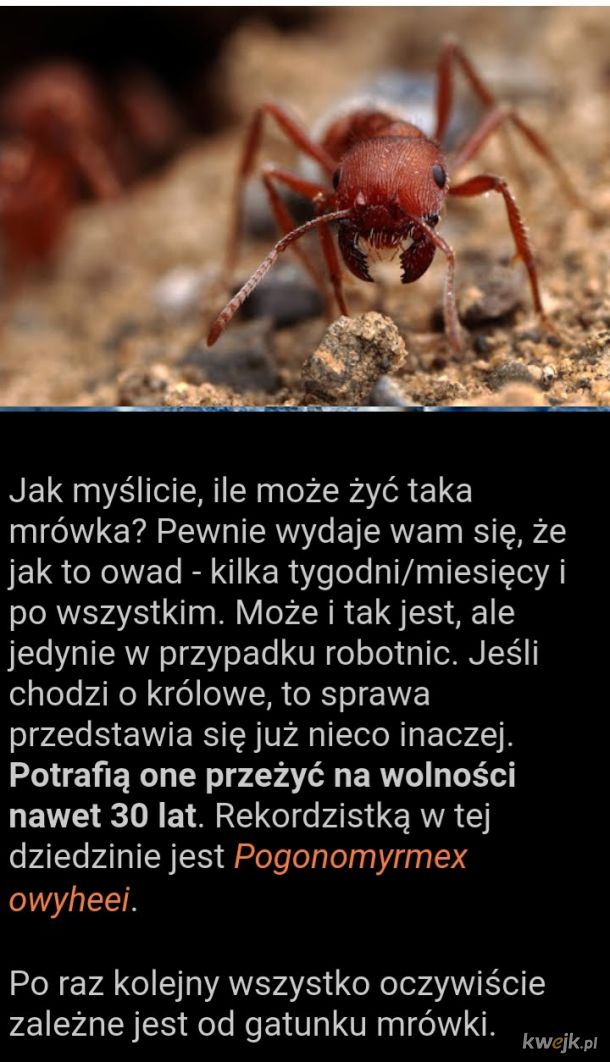 Ciekawostki o mrówkach, część druga, obrazek 4