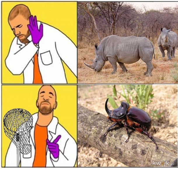 Rohatyniec (czy) nosorożec