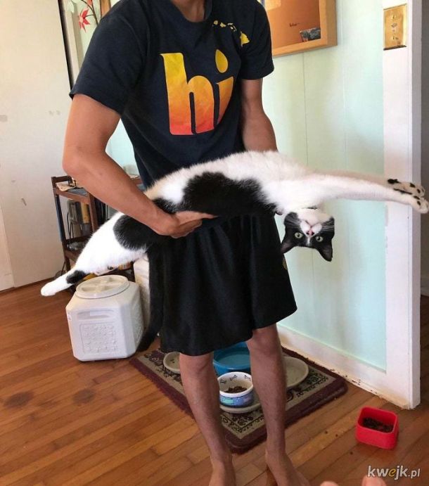 Bardzo długie koty