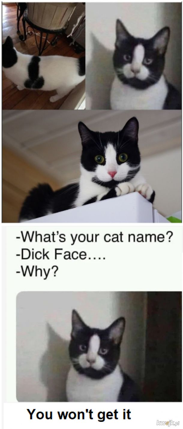 Imię dla kotka