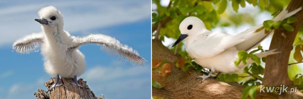 Porównanie piskląt i dorosłych ptaków, obrazek 11