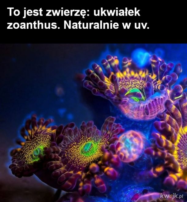 Promieniowanie UV - i świat wygląda inaczej, obrazek 12