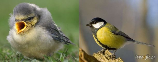 Porównanie piskląt i dorosłych ptaków