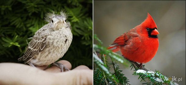 Porównanie piskląt i dorosłych ptaków, obrazek 19