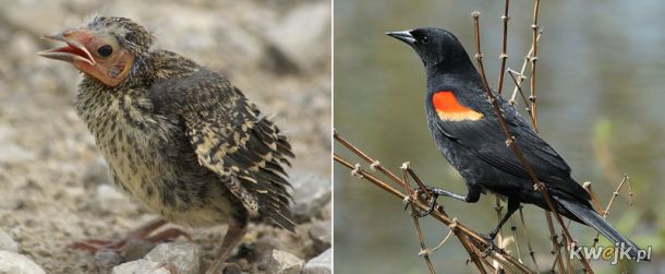 Porównanie piskląt i dorosłych ptaków, obrazek 6