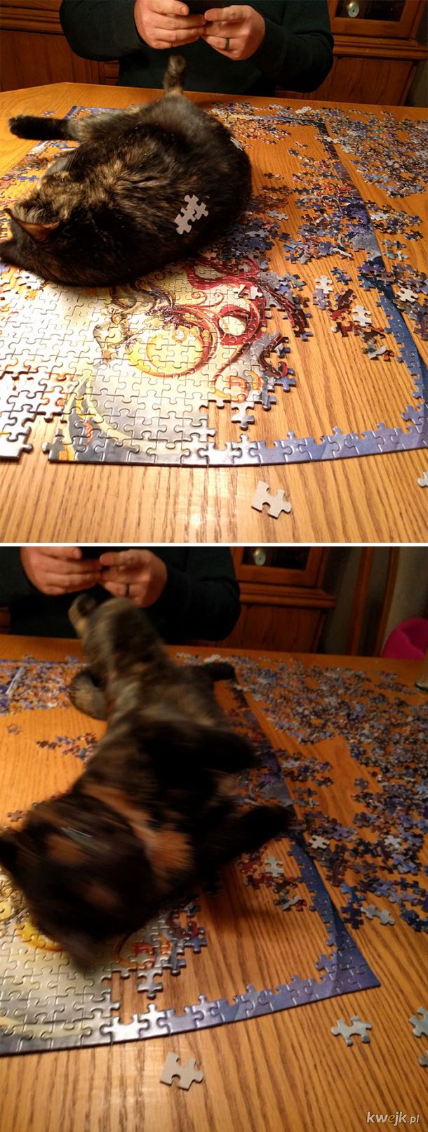 Koty i puzzle to kiepskie połączenie, obrazek 14