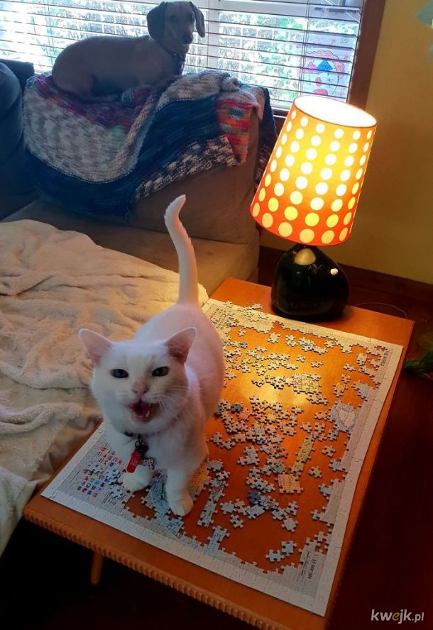 Koty i puzzle to kiepskie połączenie, obrazek 3