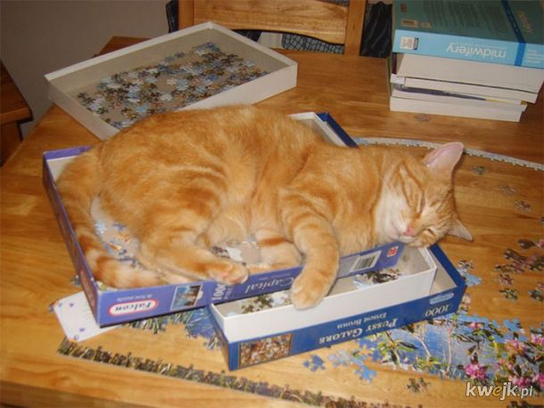 Koty i puzzle to kiepskie połączenie, obrazek 13