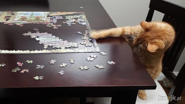 Koty i puzzle to kiepskie połączenie, obrazek 5