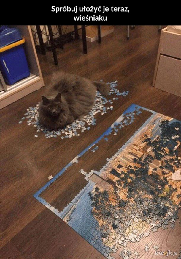 Koty i puzzle to kiepskie połączenie