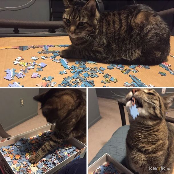 Koty i puzzle to kiepskie połączenie, obrazek 15