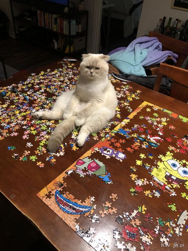 Koty i puzzle to kiepskie połączenie