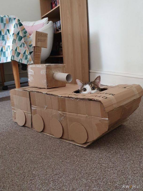 Ludziom tak się nudzi podczas kwarantanny, że budują kocie czołgi z kartonu