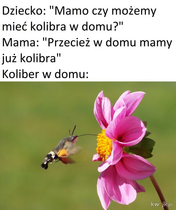 Polskie kolibry