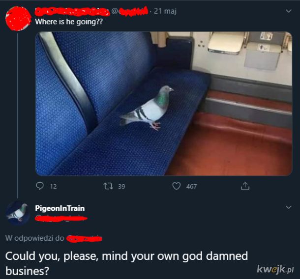 Gołąb w pociągu