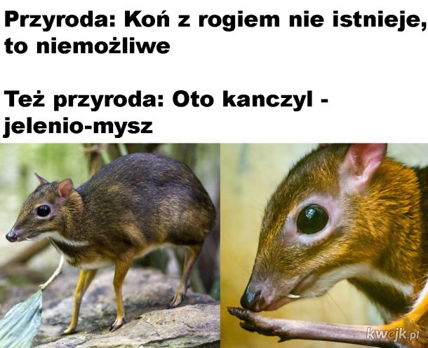 Jelenio-mysz