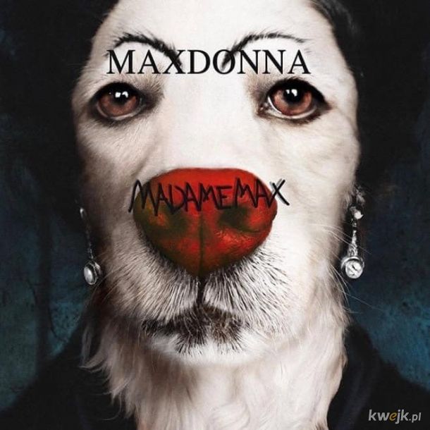 Stylówy Madonny i ich psie interpretacje, obrazek 7
