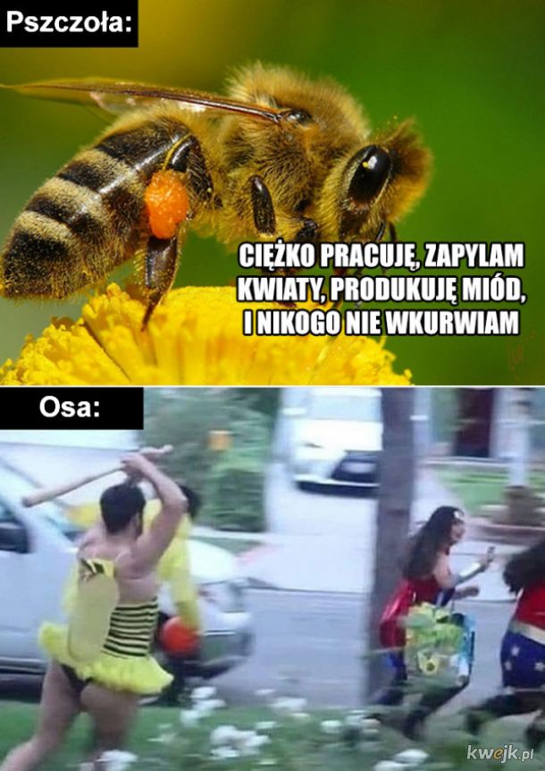 Pszczoła vs osa