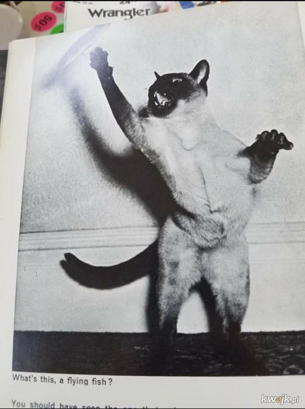 Śmieszne kotki zawsze były śmieszne, obrazek 14
