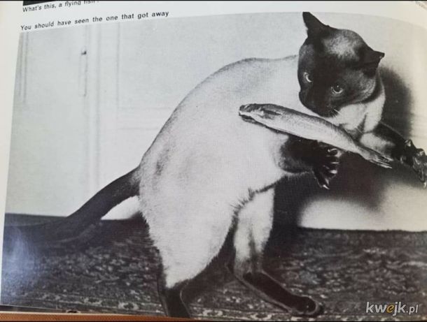 Śmieszne kotki zawsze były śmieszne, obrazek 15