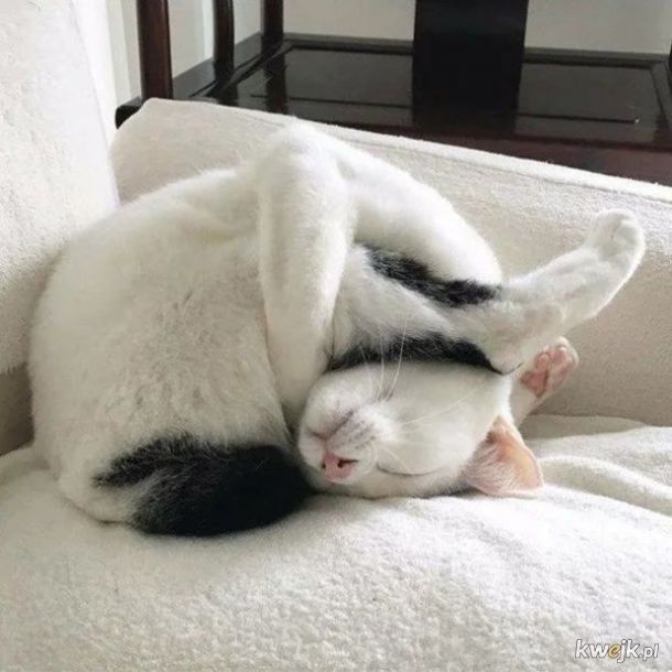 Koty potrafią zasypiać dosłownie wszędzie