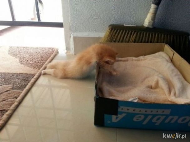 Koty potrafią zasypiać dosłownie wszędzie
