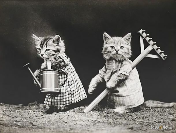 Śmieszne kotki zawsze były śmieszne, obrazek 20