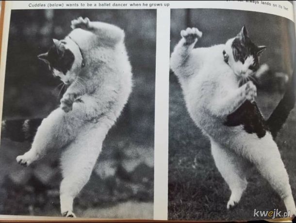 Śmieszne kotki zawsze były śmieszne, obrazek 11