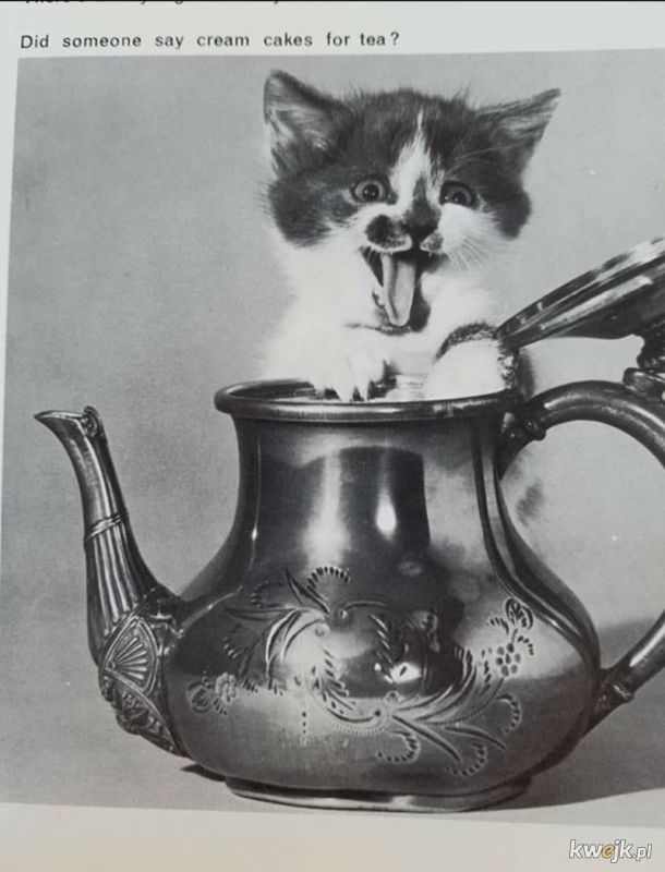 Śmieszne kotki zawsze były śmieszne, obrazek 12