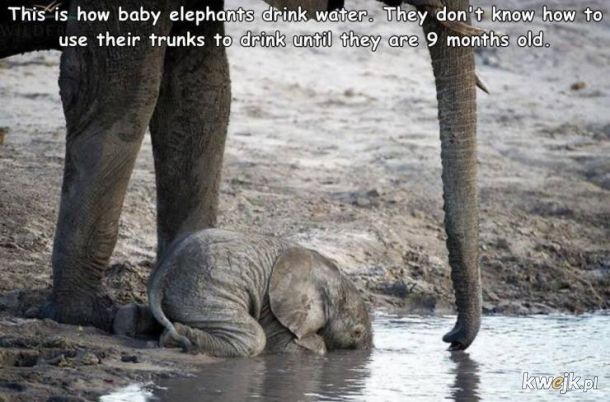 Do 9 miesiąca małe słoniki nie umieją używać trąby do picia, więc piją tak: