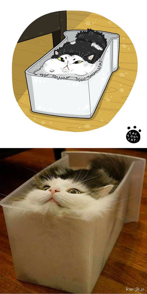 Najsłynniejsze internetowe kotki zilustrowane przez Tactooncat, obrazek 13