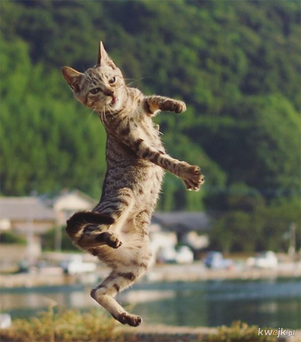 Koty ninja w obiektywie japońskiego fotografa
