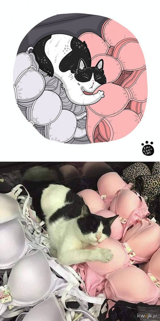 Najsłynniejsze internetowe kotki zilustrowane przez Tactooncat, obrazek 19