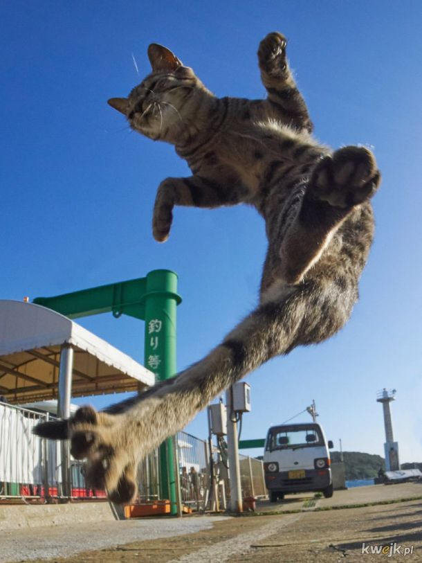 Koty ninja w obiektywie japońskiego fotografa